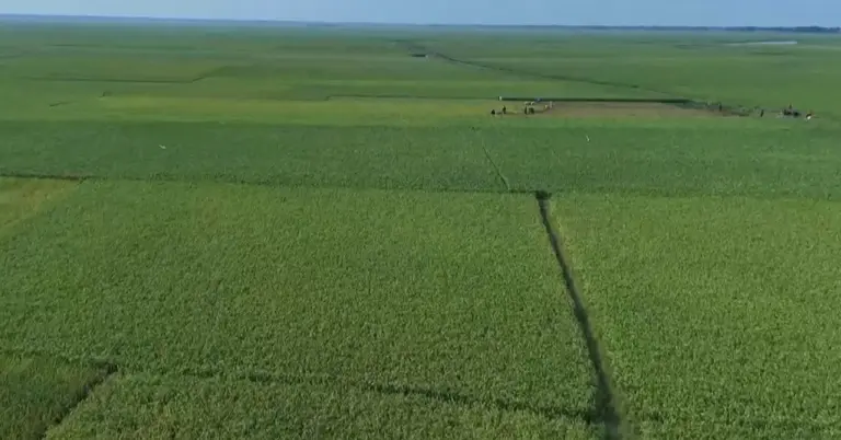 সুনামগঞ্জে ফসলের মাঠ